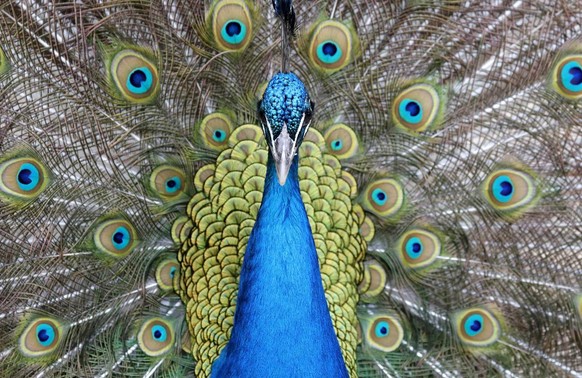 epa05940618 A male peacock presents his plumage at the zoo in Heidelberg, Germany, 02 May 2017. The Blue Peacock (Pavo cristatus) is a bird species from the family of pheasant-like (Phasianidae). EPA/ ...