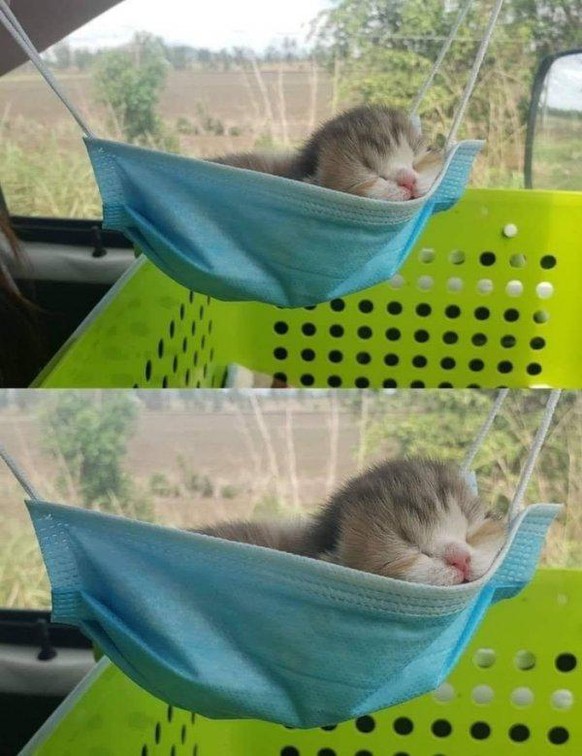 Wenn Tiere verrückt sind, wunderschön oder einfach nur seltsam
Euer Kampf mit den Gifs, scheint auch endlos zu sein 😂


Und ganz nebenbei noch eine süsse anwendungsmethode von masken