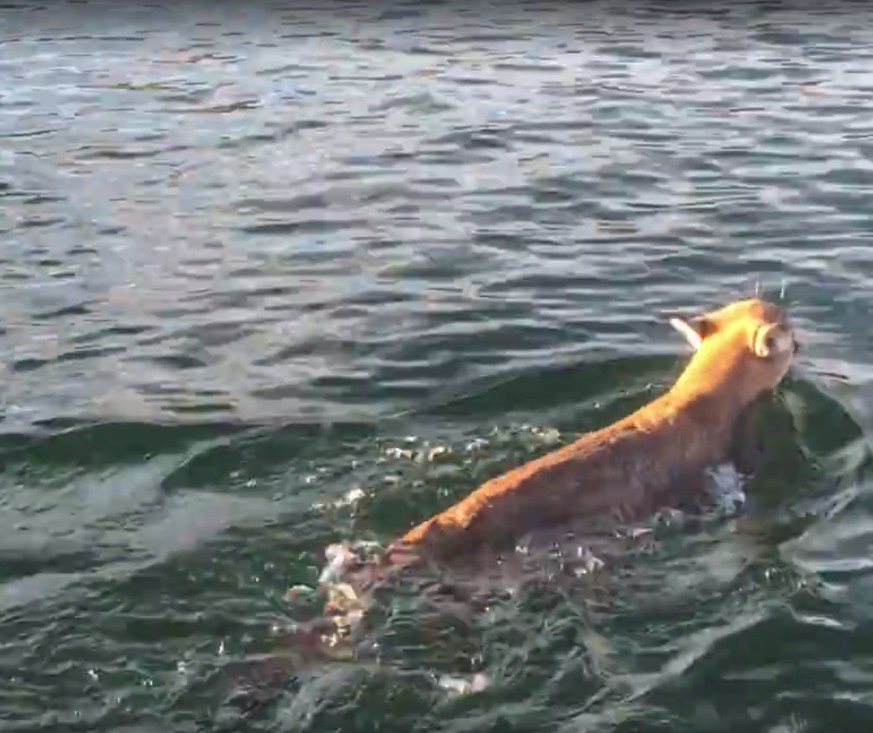 Wenn beim Fischen plötzlich Raubkatzen statt Fische an dir vorbeischwimmen