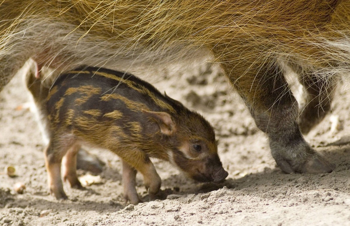 Bildnummer: 58472003 Datum: 14.09.2012 Copyright: imago/Olaf Wagner
Zoologischer Garten Berlin / 14.09.12 Nachwuchs bei den Pinselohrschweine im Schweinehaus ( Gesellschaft GER Zoo Tiere xsp x0x 2012  ...