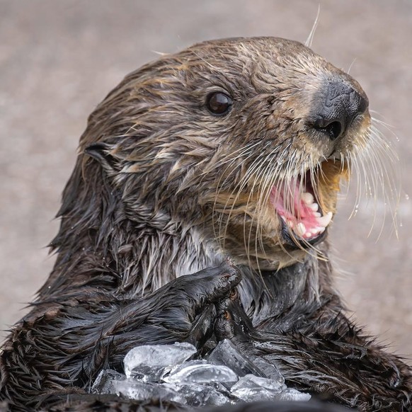 cute news tier otter

https://www.instagram.com/montereybayaquarium/