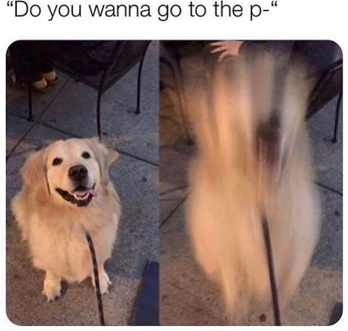 Lustige Hunde-Memes zum Welthundetag.
