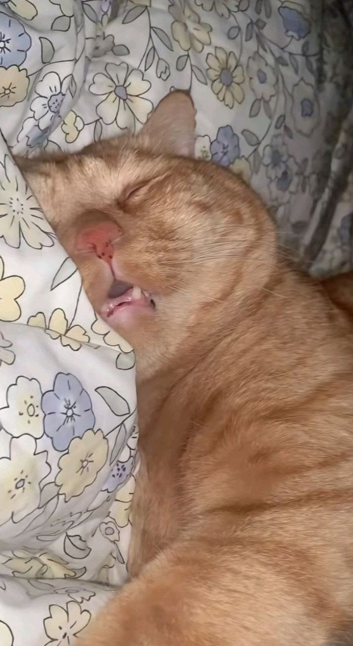 Schlafende Katze

https://i.pinimg.com/736x/eb/35/7a/eb357ad0f2f1386b3e4568482808cb79.jpg