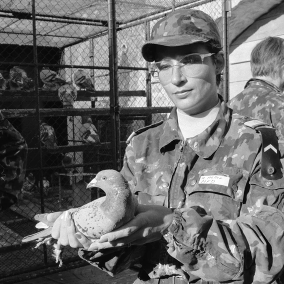 Die Schweizer Armee setzte Brieftauben noch bis 1994 ein. Als dieses Bild 1987 aufgenommen wurde, galten die Tiere «noch immer als wichtiger Bestandteil der Armee».