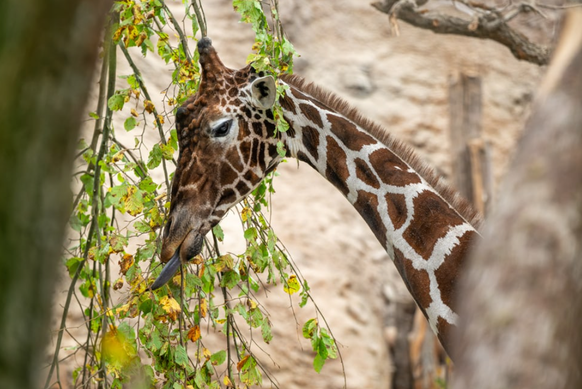 Giraffenbulle Obi im Giraffenhaus des Zoo Zürich.