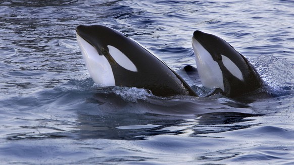 Killer whale Orcinus orca two at surface, Marineland, Antibes, France, captive. PUBLICATIONxINxGERxSUIxAUTxONLY 1570880 SylvainxCordier