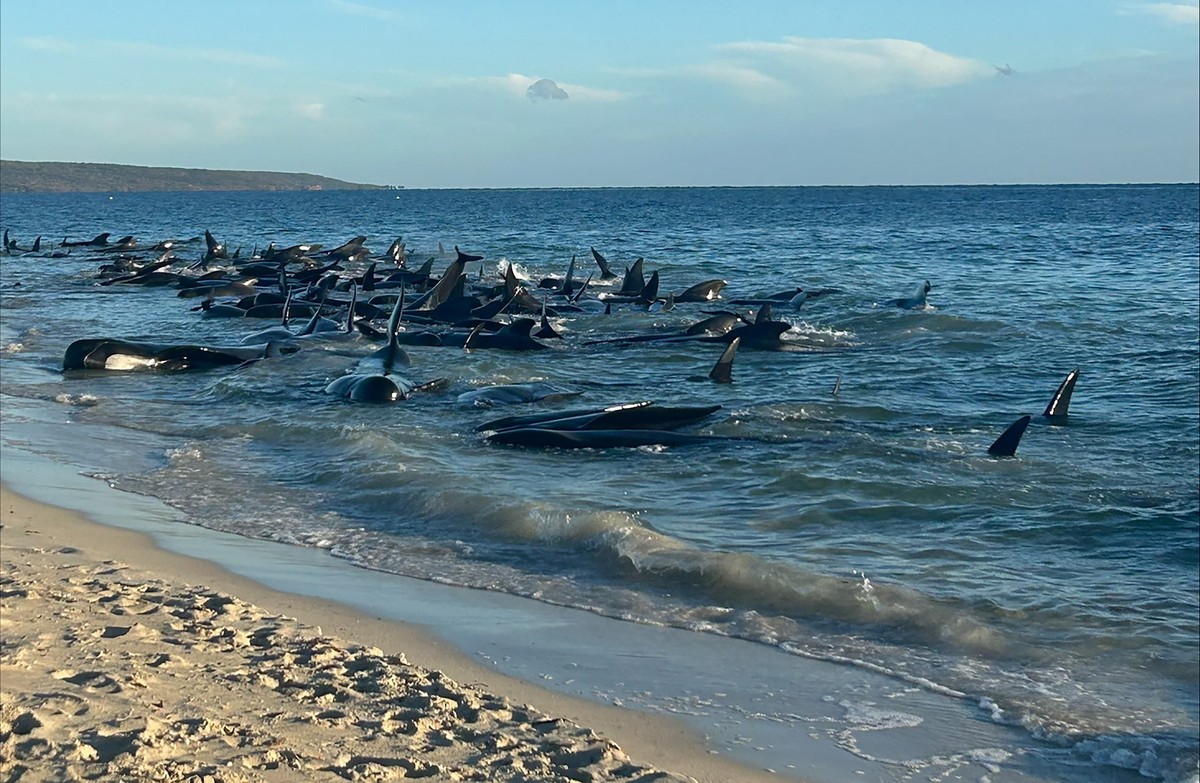 epa11299393 A handout photo made available by Parks and Wildlife, Western Australia (WA) of a mass stranding of whales at Toby's Inlet in Western Australia, Australia, 25 April 2024. According to ...