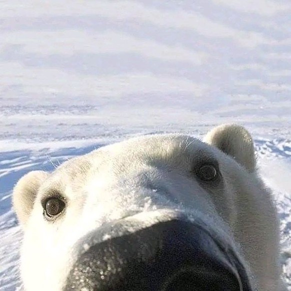 cute news tier bären und wildtierkameras

https://www.instagram.com/p/C0mAN2BvMQU/?img_index=0