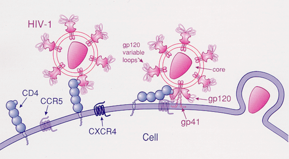 Ist der CCR5-Rezeptor auf einer Zelle vorhanden, kann HIV in sie eintreten.