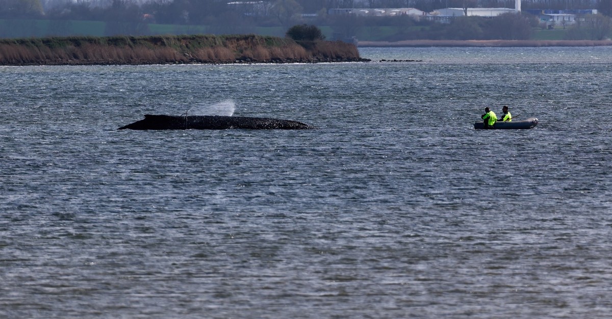 «Timmy» hat die ganze Nacht «geweint» – so geht es dem Buckelwal in der Ostsee