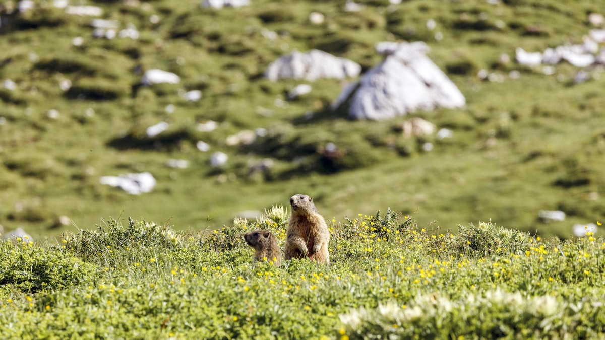 Murmeltiere-r-cken-wegen-des-Klimawandels-etwas-h-her