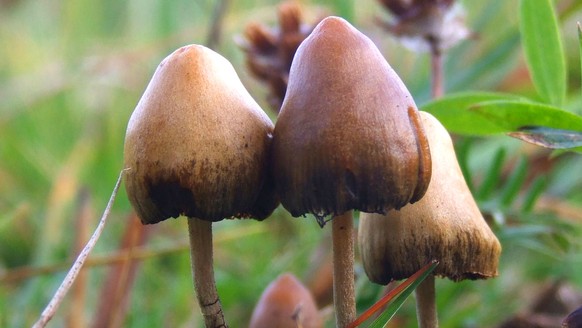 Nach einer Woche Zauberpilz-Einnahme hätten die Probanden auch ein stärkeres Gefühl der Verbundenheit mit der Natur an den Tag gelegt, schreiben die Forscher.