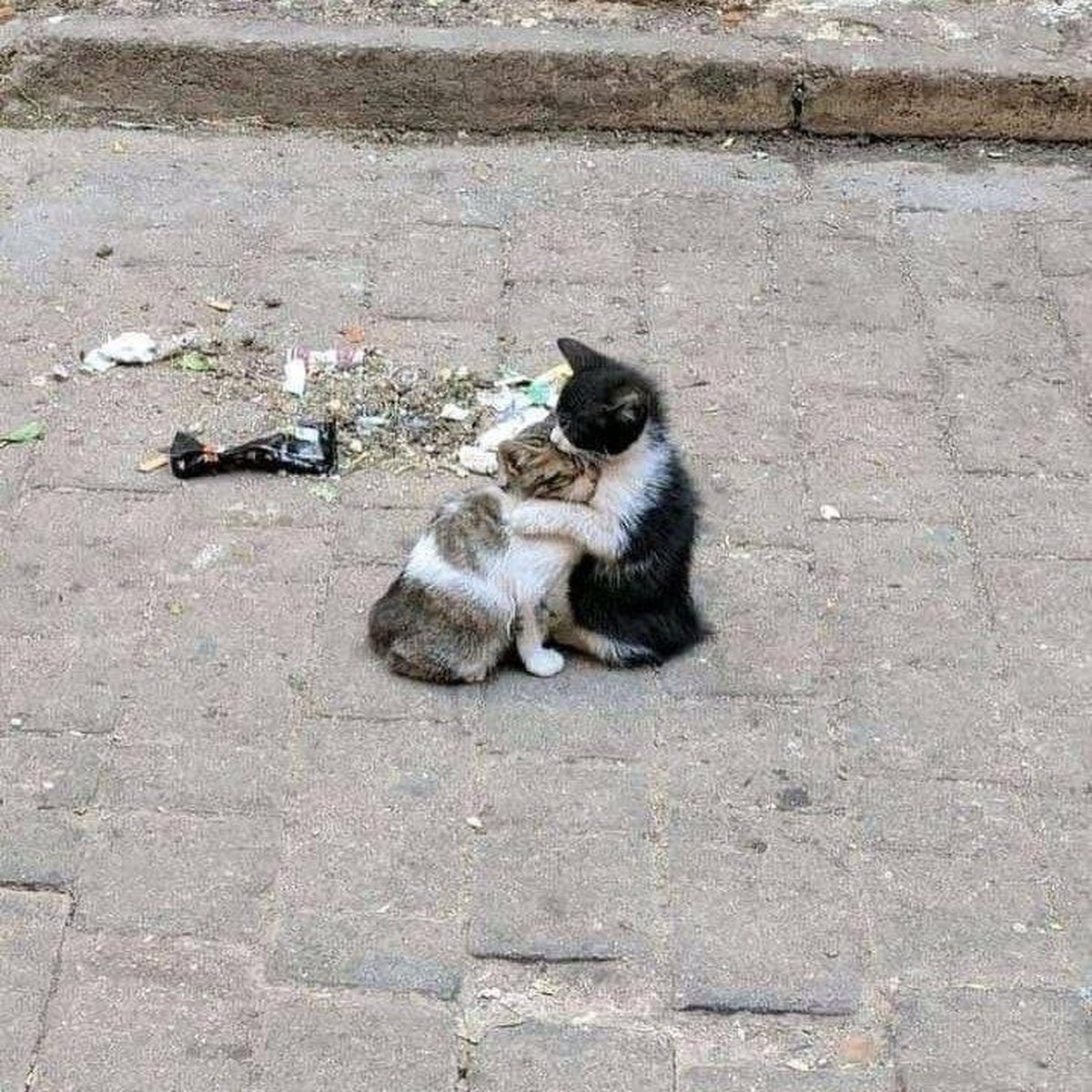 cute news tier katzen

https://imgur.com/t/aww/pYCOYRo