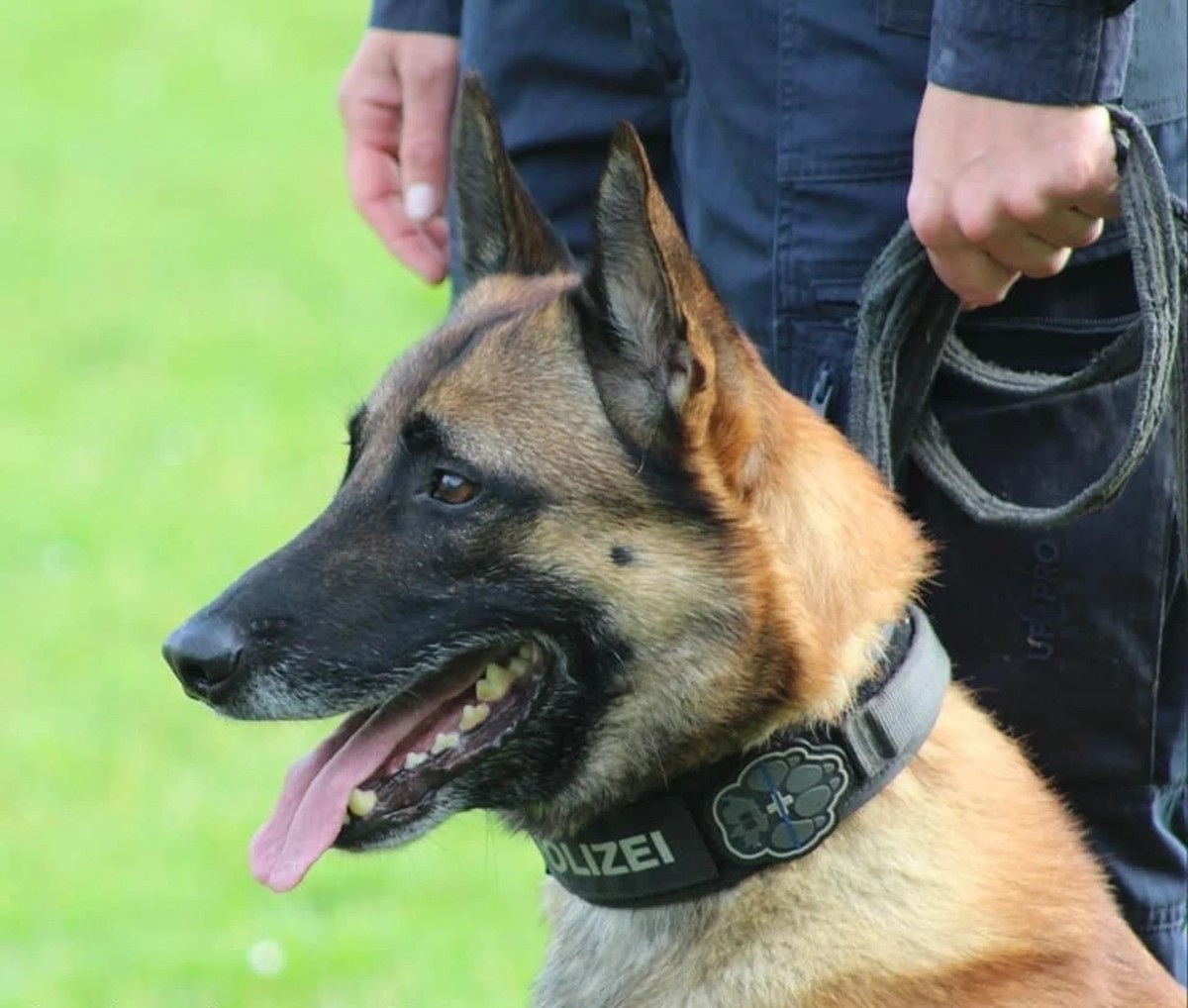 Der Aargauer Polizeihund «Enox».