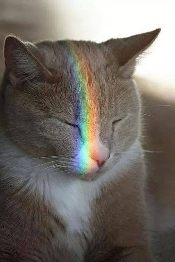 Regenbogenkatze
http://imgur.com/gallery/ZytHn