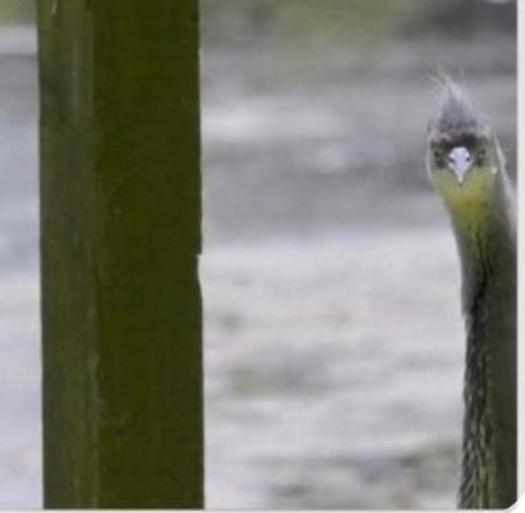 cute news tier vogel

https://www.instagram.com/p/DWJwPWkEx-O/