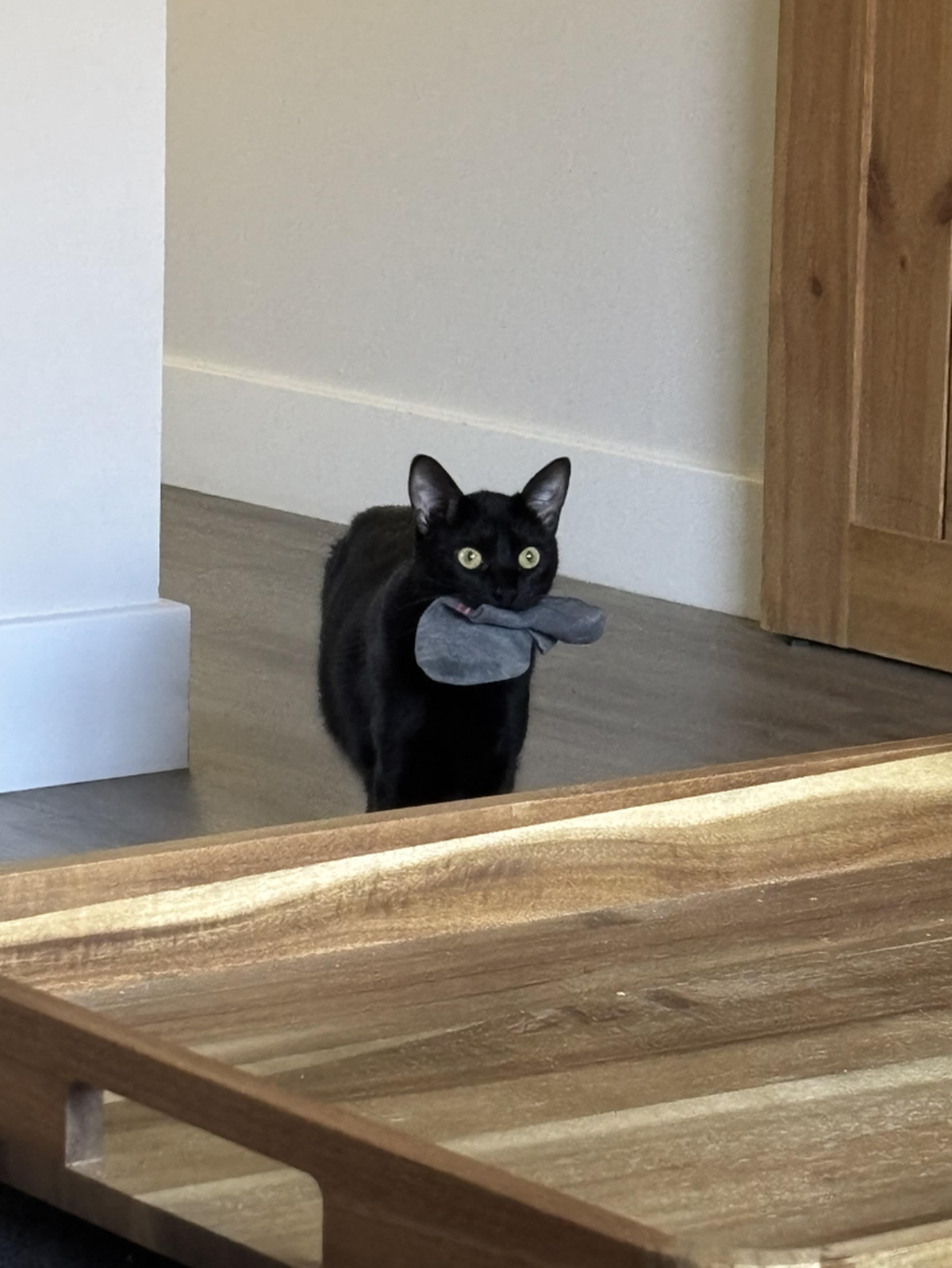 Büsi mit Socken