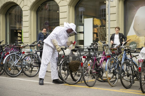 Raphael Jaeggli von der Berufsfeuerwehr Bern faengt ein entflohenes Bienenvolk ein, am Donnerstag, 8. Mai 2014, in Bern. Die Bienen hatten sich an einem Velo niedergelassen. Die Berufsfeuerwehr habe a ...