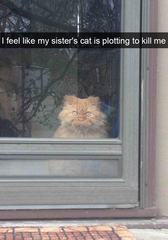 Snapchat: Cat will kill me
http://static.boredpanda.com/blog/wp-content/uploads/2016/11/funny-cat-snapchats-28-5819b3756f4c6__700.jpg