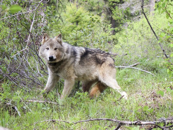 FILE - This undated photo courtesy of Washington Department of Fish and Wildlife shows a wolf of the Teanaway Pack fitted with a radio collar in the Teanaway area of Washington&#039;s Central Cascades ...