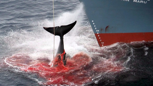 epa04148467 (FILE) A file photograph dated 07 January 2006 and released by Greenpeace, showing the Yushin Maru, a factory ship in a Japanese whaling fleet, injuring a whale with it&#039;s first harpoo ...