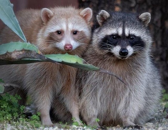 cute news animal tier waschbär racoon

https://www.reddit.com/r/NatureIsFuckingLit/comments/t4hewy/raccoon_couple/