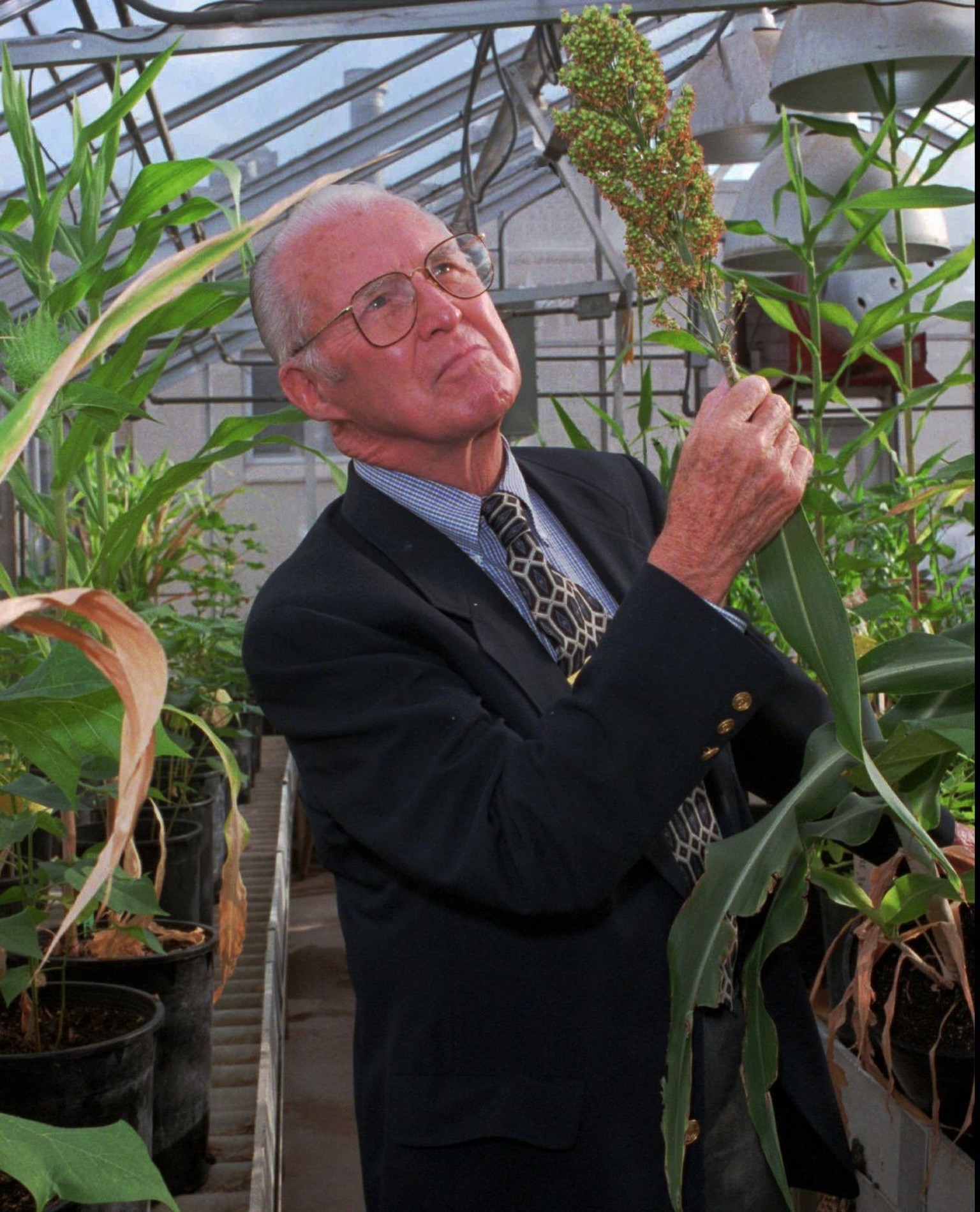 ADVANCE FOR SUNDAY, JAN. 14--FILE--Norman Borlaug, who won the 1970 Nobel peace prize for his role in developing high-yield crops for poor countries, examines a sorghum plant in one of Texas A&amp;M&# ...