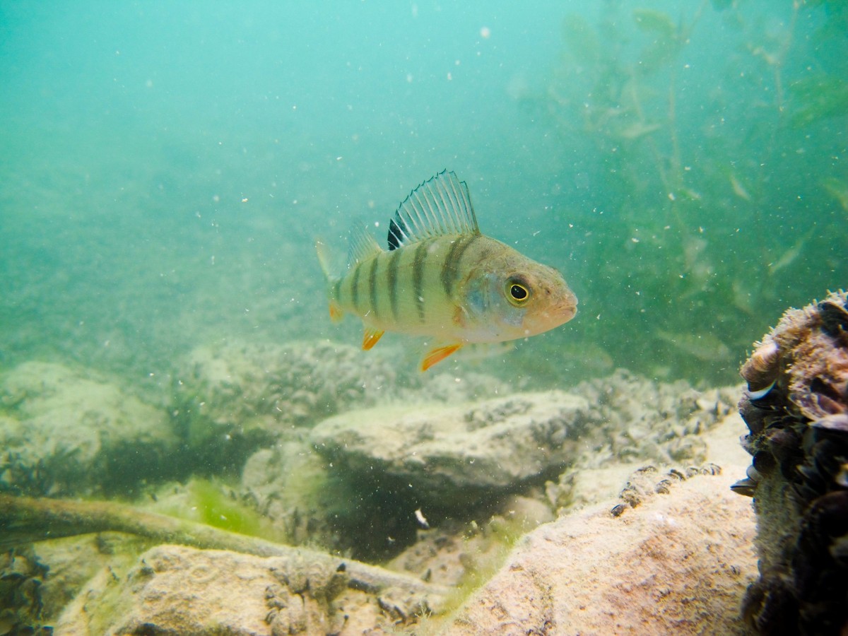 Perch in the lake of Biel, Switzerland. Scuba diving in freshwater.
egli fisch