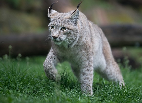 Mutmasslich ein Luchs hat am Niesen im Berner Oberland elf Schafe gerissen. (Themenbild)