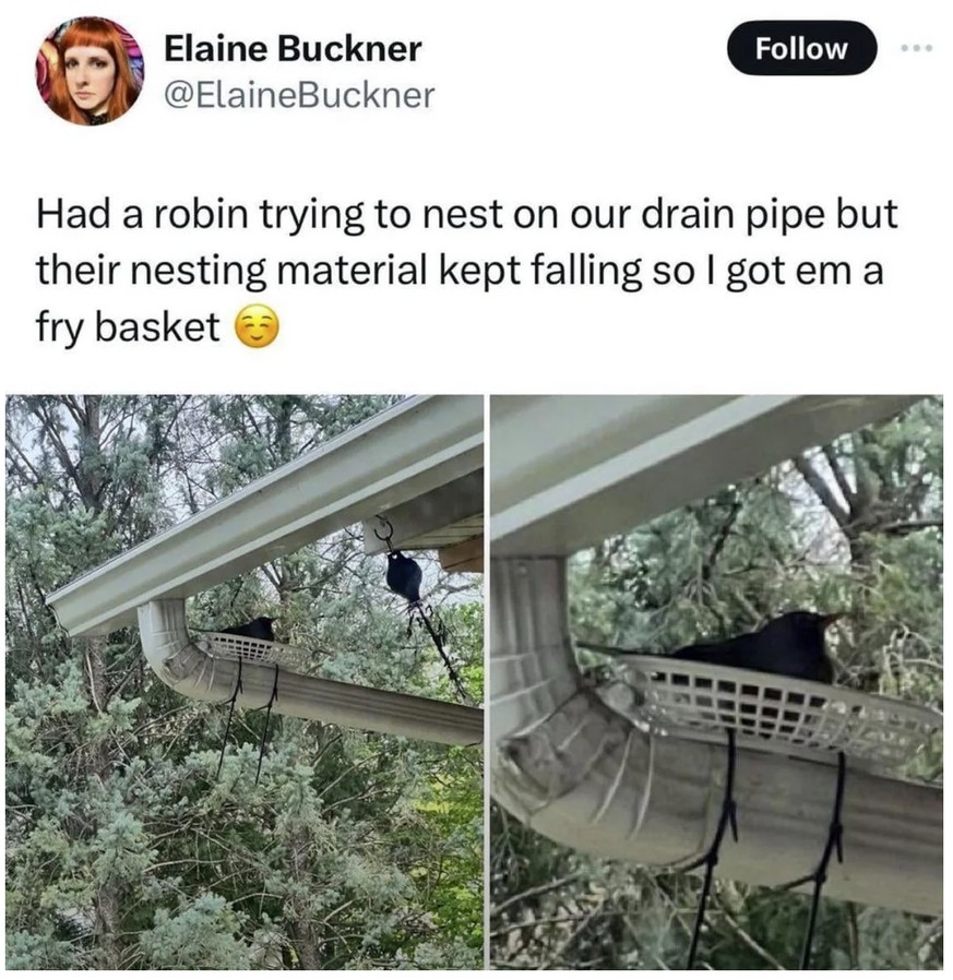 Good News: Rettung für Vogelnest