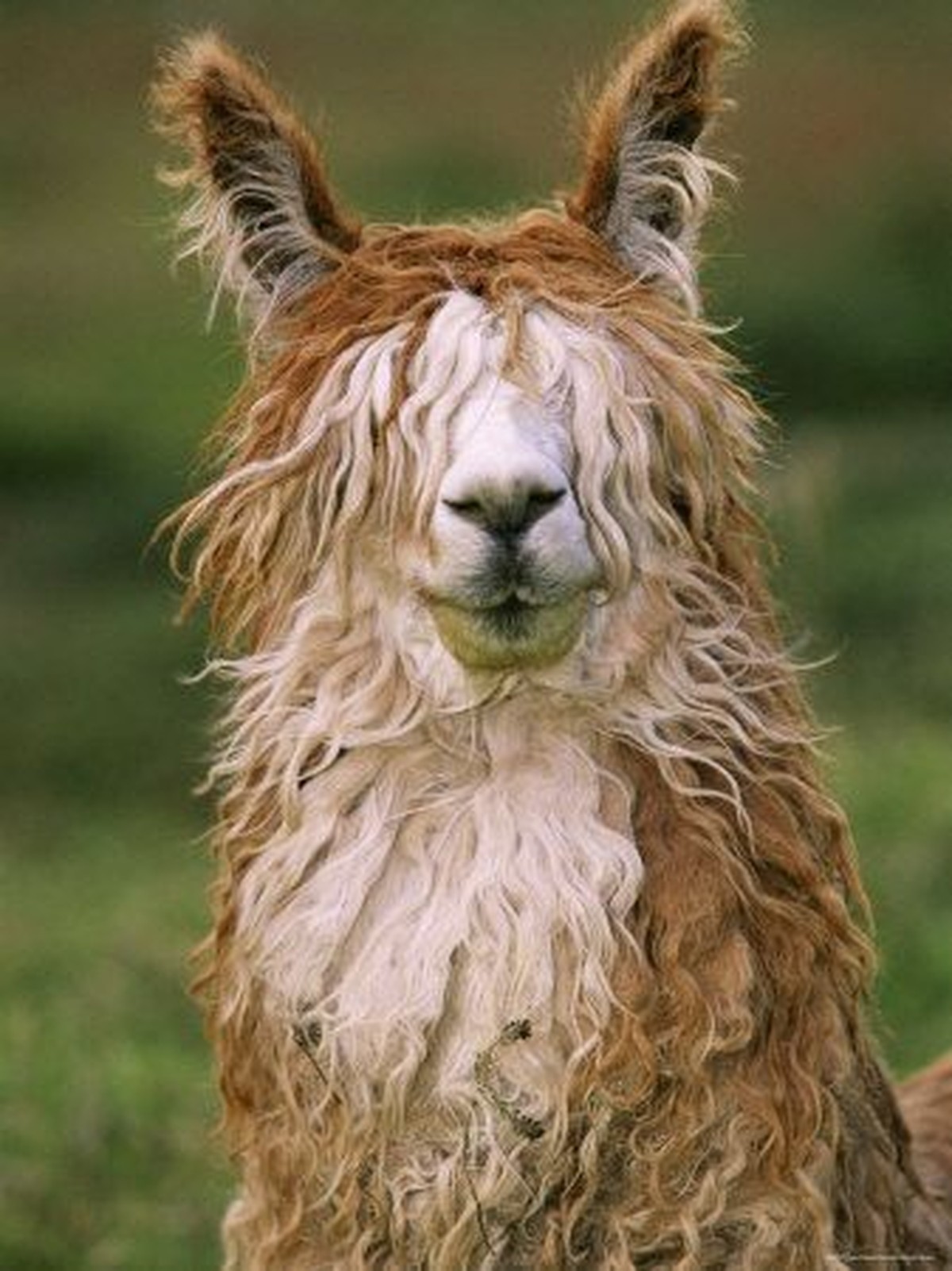 cute news tier lama

https://ch.pinterest.com/pin/1121888957198537192/