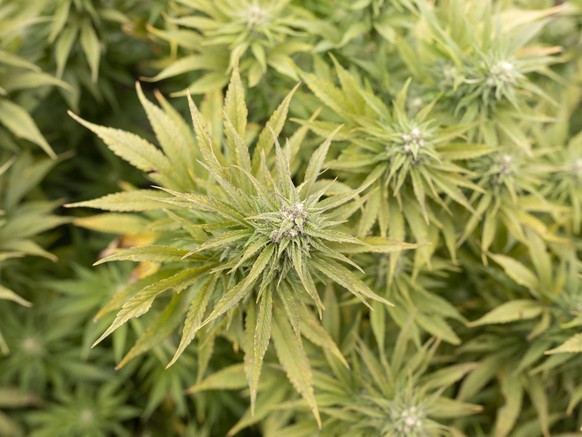 ARCHIV - ZUR MK "CANNABIS-STUDIE: SELBSTKONTROLLE IM UMGANG MIT CANNABIS" STELLEN WIR IHNEN FOLGENDES BILDMATERIAL ZUR VERFUEGUNG, AM MONTAG, 1. APRIL 2019 - CBD hemp plants of the company M ...