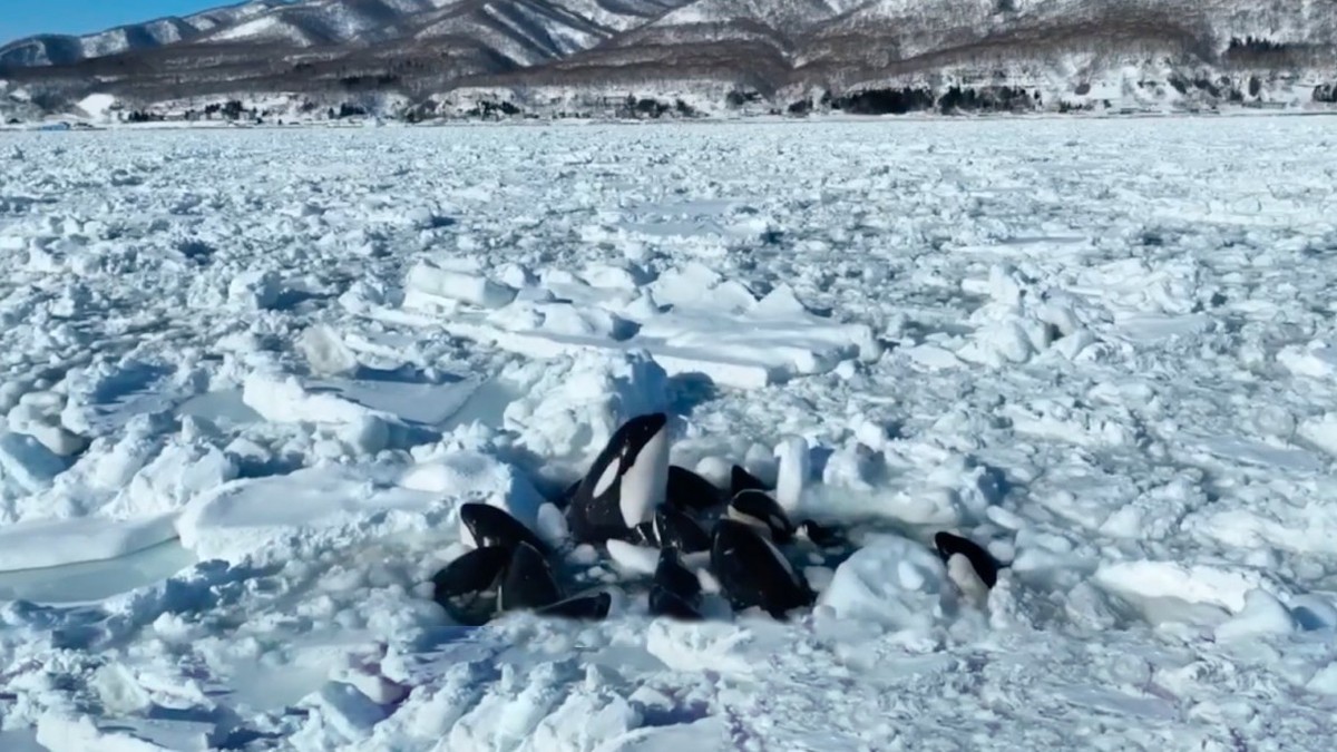 Orcas trapped in drifting ice off the Japanese coast – but there is hope.  Ruling in the Bushido trial: Arafat Abou-Chaker must pay 81,000 euros