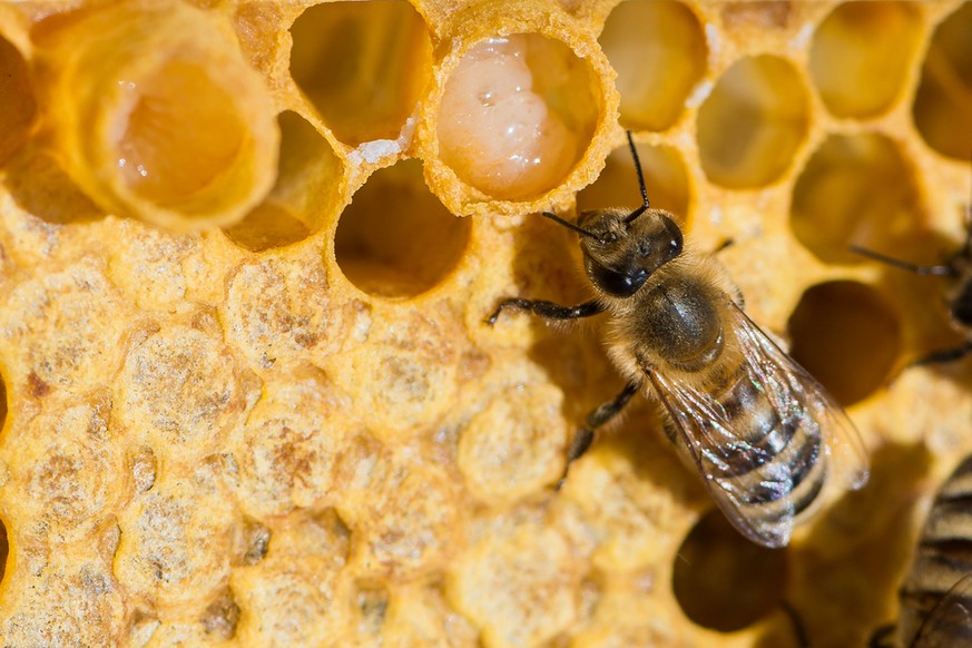 Die Arbeitsbiene füttert eine Königinnenlarve mit Gelée royale.