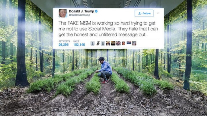 Je öfter Trump twittert, desto mehr Licht kriegt der Lavendel.&nbsp;