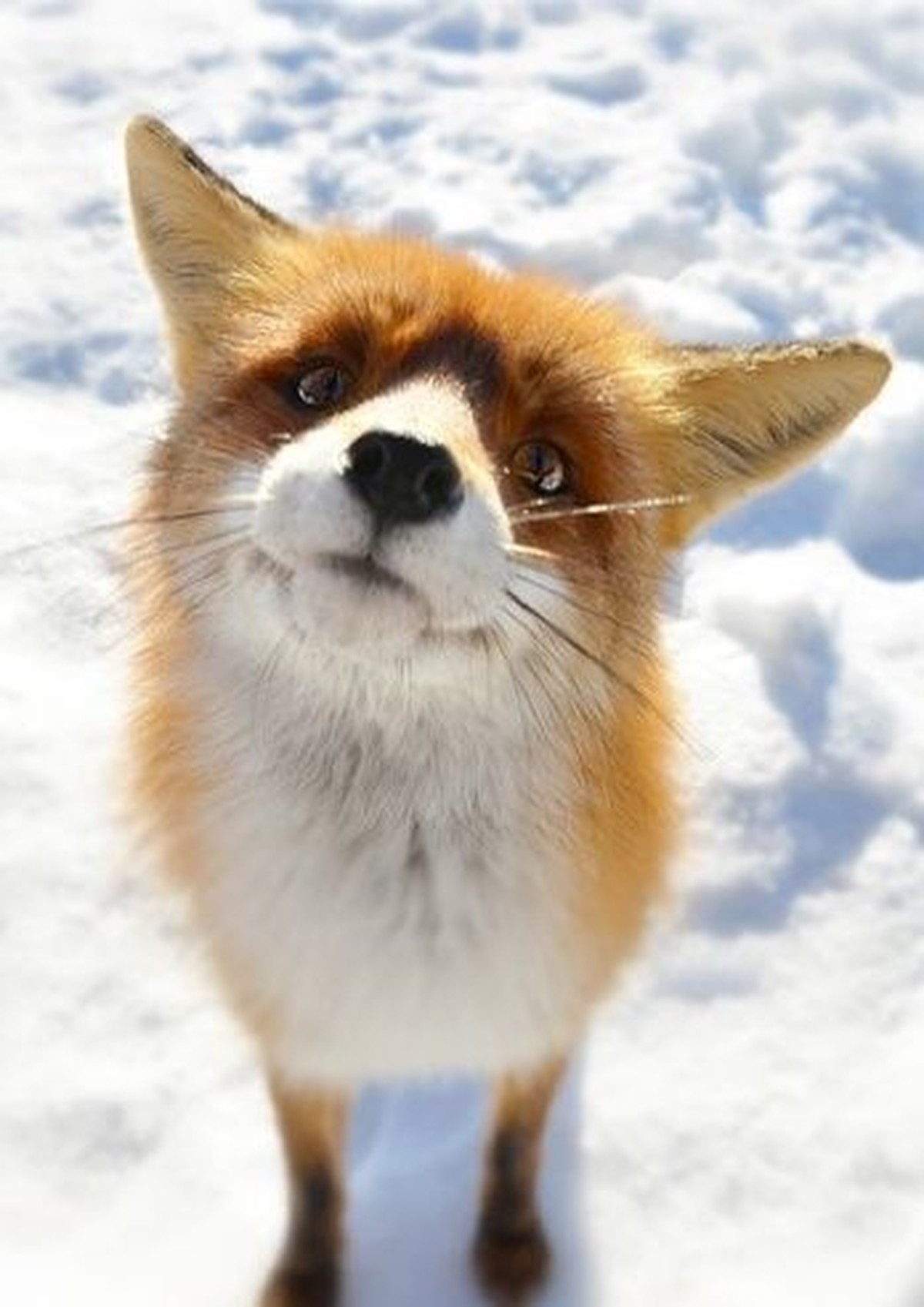 Fuchs
Cute News
https://www.pinterest.com/pin/560064903634113056/