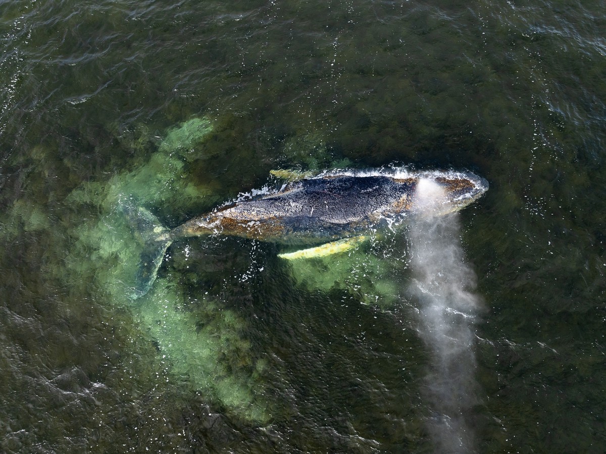 KEYPIX - HANDOUT - 30.03.2026, Mecklenburg-Vorpommern, Wismar: Eine Drohnenaufnahme herausgegeben von Greenpeace zeigt den Buckelwal in der Wismarbucht. Dem in der Wismarbuch liegenden Buckelwal geht  ...