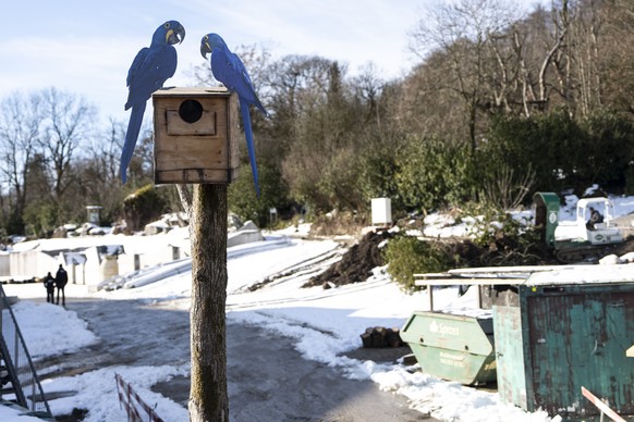 Aussenansicht auf die Baustelle der Pantanal Voliere des Zoo Zuerich fotografiert am Mittwoch, 14. Januar 2026 in Zuerich. Nach einem Steit des Zoo Zuerich und der Baltensperger AG ueber die Stahlteil ...