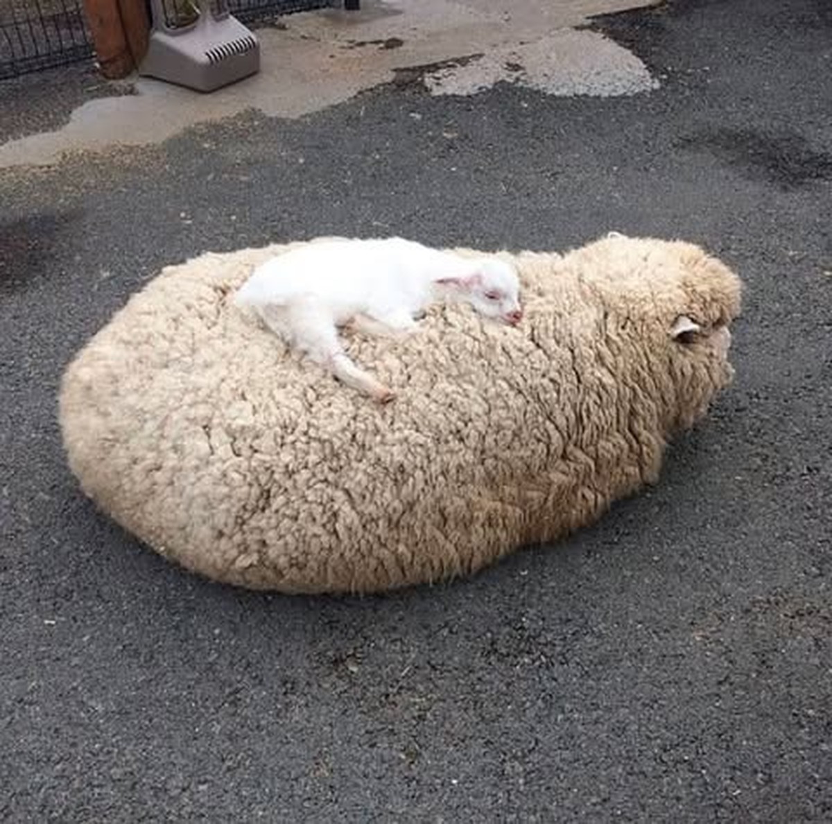 cute news tier schaf

https://www.instagram.com/p/DRw_6D9jNNq/