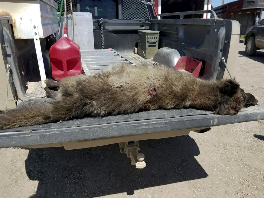 This undated photo provided by the Montana Fish, Wildlife and Parks on Friday, May 25, 2018, shows a wolf-like animal that was shot on May 16, 2018, after it was spotted in a private pasture with live ...