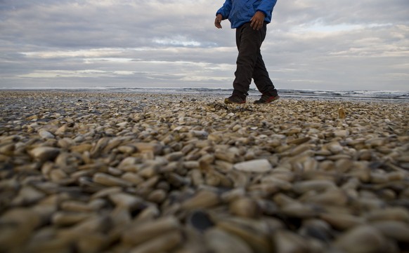 Verendete Muscheln soweit das Auge reicht am Strand von Cucao.