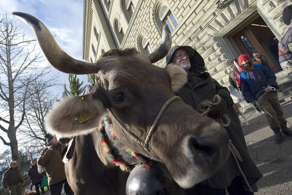 Mitglieder der Interessengemeinschaft Hornkuh reichen am Freitag, 6. Dezember 2013, in Bern eine Petition mit ueber 18 000 Unterschriften fuer Kuehe mit Hoernern ein. Gemaess Schaetzungen haben neun v ...