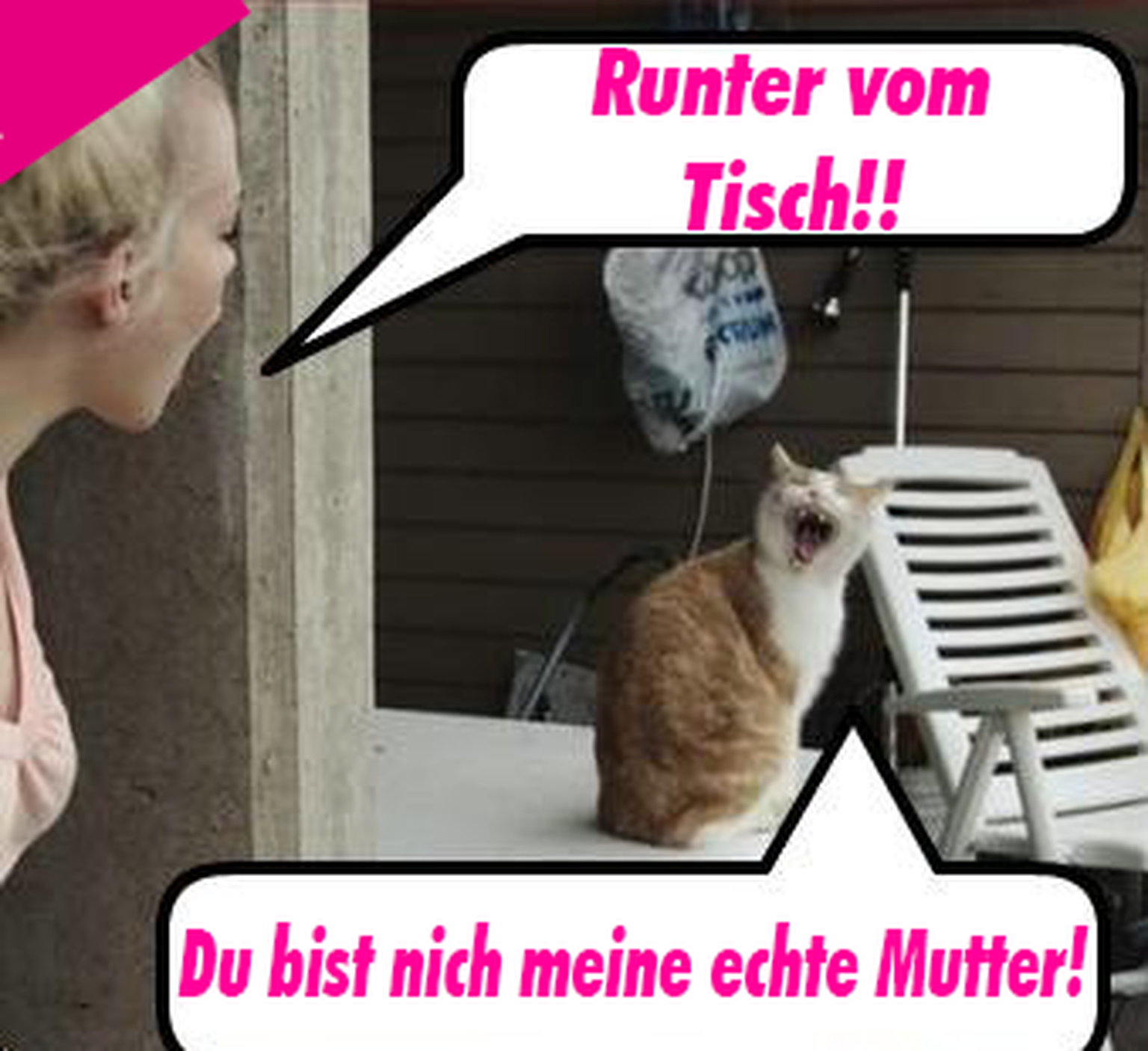 Proteste Von Katzen Gefuhrt Gegen Diese 13 Dinge Wurde Deine Mieze Protestieren Watson