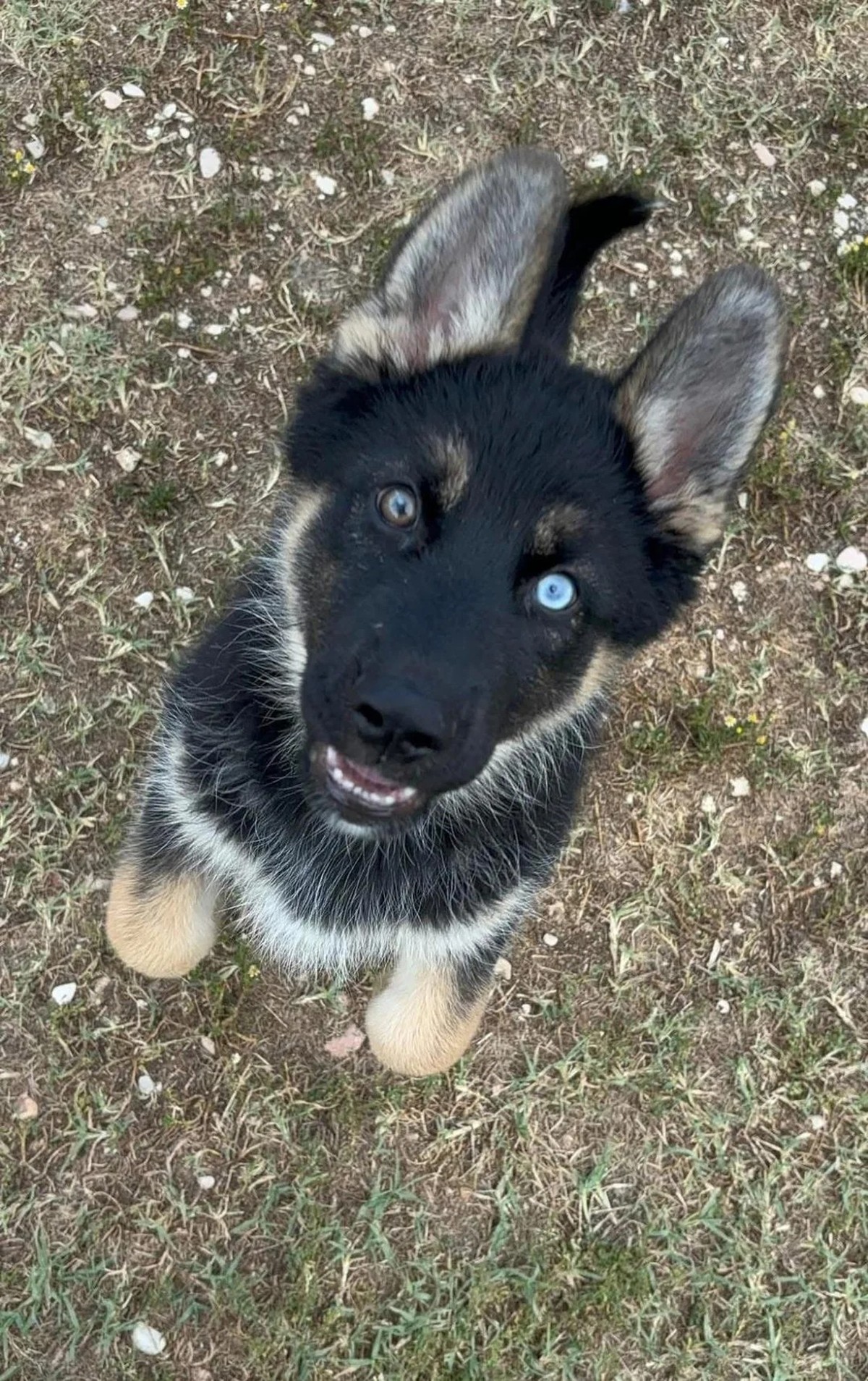 cute news tier hund

https://www.reddit.com/r/aww/comments/1hbomhv/half_husky_half_german_shepherd_but_100_l_a_good/