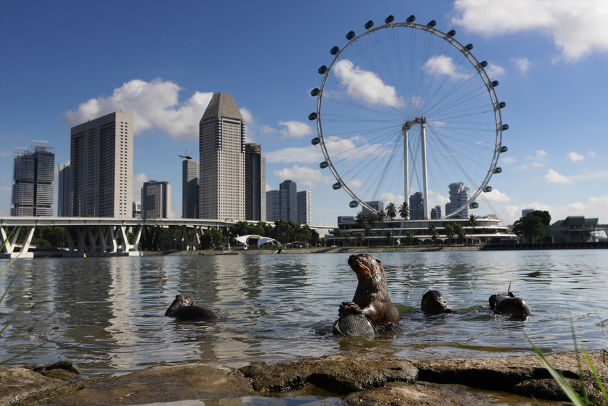 Because the water around Singapore is no longer so polluted, the fish otters feel very comfortable.