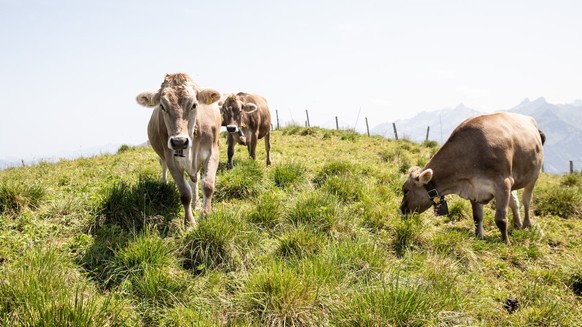 Diesen Sommer dürften sie keinen Durst leiden: Kühe auf einer Alp in Niederbauen NW.