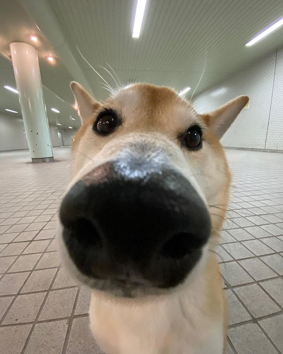 cute news tier hund

https://www.instagram.com/p/CqNWHN5vc2I/?img_index=1