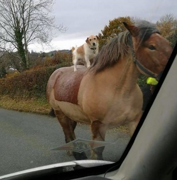 Ein Hund auf einem Pferd.
