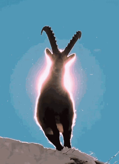 Animiertes GIF