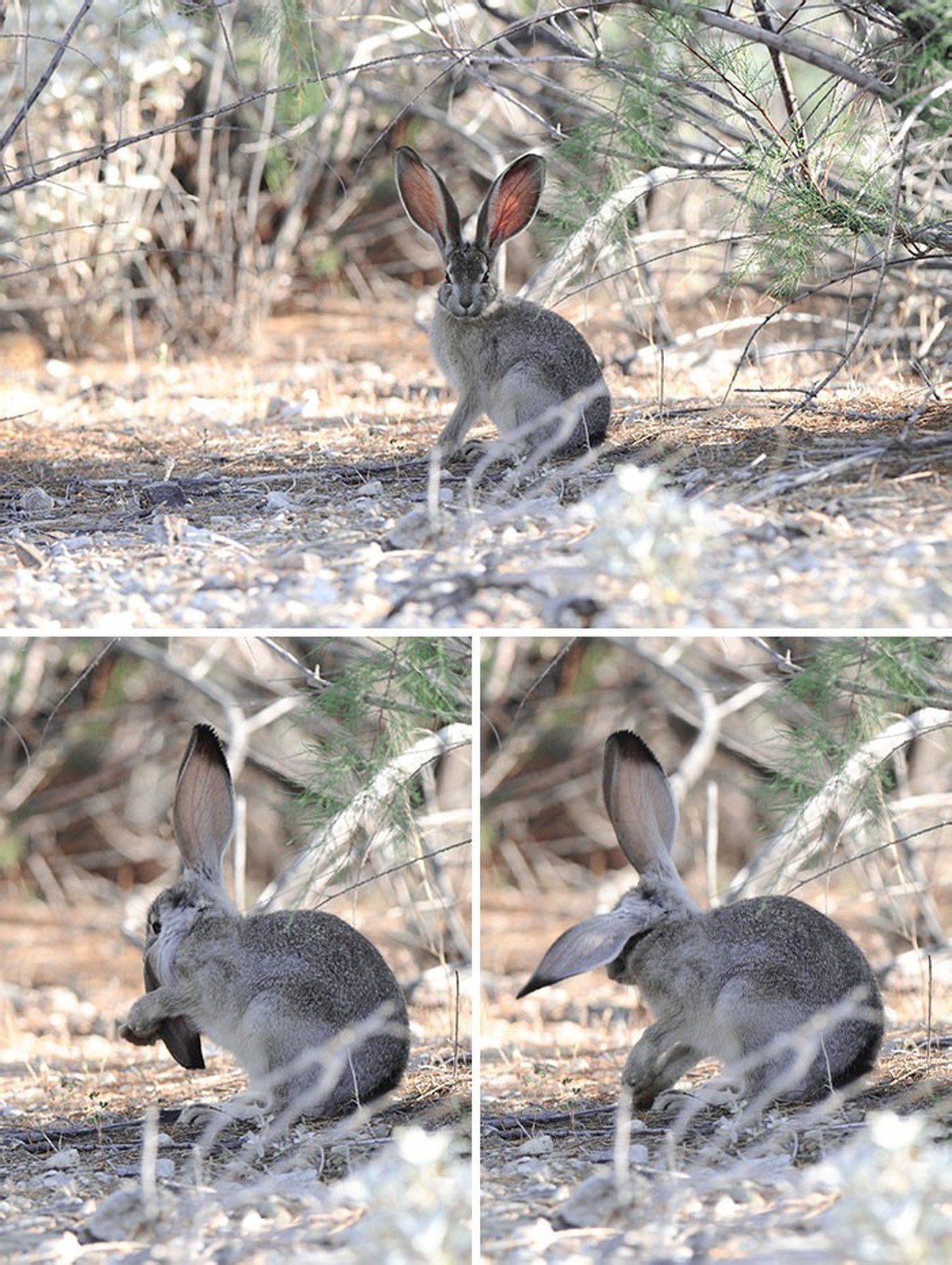 cute news tier mit grossen ohren hase

https://www.reddit.com/r/pics/comments/1oyk7x/on_a_bright_clear_morning_at_alamo_lake_a/